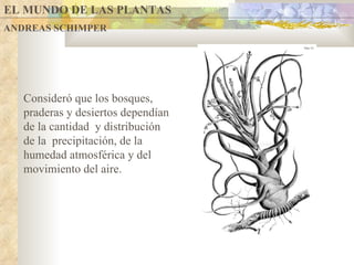 EL MUNDO DE LAS PLANTAS ANDREAS SCHIMPER Consideró que los bosques, praderas y desiertos dependían de la cantidad  y distribución de la  precipitación, de la humedad atmosférica y del movimiento del aire.  