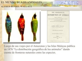 EL MUNDO DE LOS ANIMALES ALFRED RUSSEL WALLACE Luego de sus viajes por el Amazonas y las Islas Malayas publica en 1876 “La distribución geográfica de los animales” dando cuenta de fronteras naturales entre las especies. 
