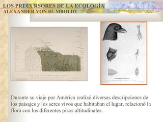 LOS PRECURSORES DE LA ECOLOGÍA ALEXANDER VON HUMBOLDT Durante su viaje por América realizó diversas descripciones de los paisajes y los seres vivos que habitaban el lugar, relacionó la flora con los diferentes pisos altitudinales. 