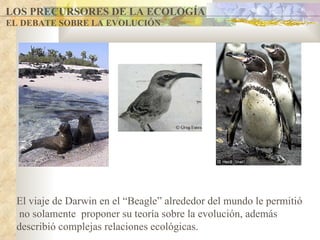LOS PRECURSORES DE LA ECOLOGÍA EL DEBATE SOBRE LA EVOLUCIÓN El viaje de Darwin en el “Beagle” alrededor del mundo le permitió  no solamente  proponer su teoría sobre la evolución, además describió complejas relaciones ecológicas.                                                                                    