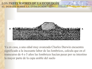 LOS PRECURSORES DE LA ECOLOGÍA EL DEBATE SOBRE LA EVOLUCIÓN Ya en casa, a una edad muy avanzada Charles Darwin encuentra significado a la incesante labor de las lombrices, calcula que  en el transcurso de 4 o 5 años las lombrices hacían pasar por su intestino la mayor parte de la capa arable del suelo 