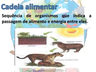 Sequência de organismos que indica a
passagem de alimento e energia entre eles.
 