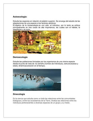 Autoecología:

Estudia las especies en relación al eslabón superior. Se encarga del estudio de las
adaptaciones de una especie a los factores abióticos.
El objetivo de la Autoecología es uno sólo: el individuo, por lo tanto se enfoca
principalmente en tres cosas de alta importancia, las cuales son el hábitat, la
adaptación y el nicho.




Demoecología

Estudia las poblaciones formadas por los organismos de una misma especie
desde el punto de vista de: Su tamaño (número de individuos), estructura(sexo y
edad), dinámica(variación en el tiempo).




Sinecología

Es la ciencia que estudia como un todo las relaciones entre las comunidades
biológicas y entre los ecosistemas de la Tierra. Analiza las relaciones entre los
individuos pertenecientes a diversas especies de un grupo y su medio.
 