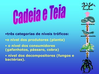 •três categorias de níveis tróficos:
•o nível dos produtores (planta)
• o nível dos consumidores
(gafanhotos, pássaro, cobra)
• nível dos decompositores (fungos e
bactérias).
 