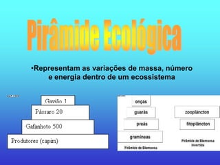 •Representam as variações de massa, número
    e energia dentro de um ecossistema
 