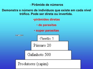 - Pirâmide de números
Demonstra o número de indivíduos que existe em cada nível
          trófico. Pode ser direta ou invertida.
                   •pirâmides diretas
                      • de parasitas
                    • super parasitas
 