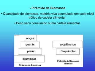 - Pirâmide de Biomassa
• Quantidade de biomassa, matéria viva acumulada em cada nível
                   trófico da cadeia alimentar.
        • Peso seco consumido numa cadeia alimentar
 