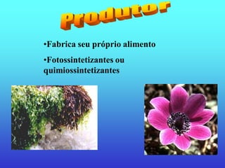 •Fabrica seu próprio alimento
•Fotossintetizantes ou
quimiossintetizantes
 