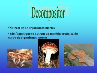 •Nutrem-se de organismos mortos
• são fungos que se nutrem da matéria orgânica do
corpo de organismos mortos
 