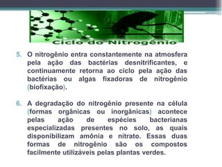 5. O nitrogênio entra constantemente na atmosfera
pela ação das bactérias desnitrificantes, e
continuamente retorna ao ciclo pela ação das
bactérias ou algas fixadoras de nitrogênio
(biofixação).
6. A degradação do nitrogênio presente na célula
(formas orgânicas ou inorgânicas) acontece
pelas ação de espécies bacterianas
especializadas presentes no solo, as quais
disponibilizam amônia e nitrato. Essas duas
formas de nitrogênio são os compostos
facilmente utilizáveis pelas plantas verdes.
 