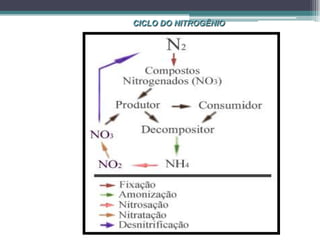 CICLO DO NITROGÊNIO
 