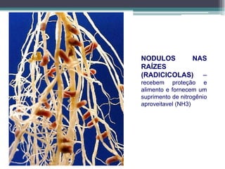 NODULOS NAS
RAÍZES
(RADICICOLAS) –
recebem proteção e
alimento e fornecem um
suprimento de nitrogênio
aproveitavel (NH3)
 