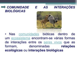 COMUNIDADE E AS INTERAÇÕES
BIOLÓGICAS
• Nas comunidades bióticas dentro de
um ecossistema encontram-se várias formas
de interações entre os seres vivos que as
formam, denominadas relações
ecológicas ou interações biológicas
 