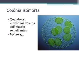 Colônia isomorfa
• Quando os
indivíduos de uma
colônia são
semelhantes.
• Volvox sp.
 