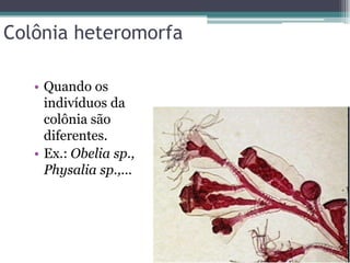 Colônia heteromorfa
• Quando os
indivíduos da
colônia são
diferentes.
• Ex.: Obelia sp.,
Physalia sp.,...
 