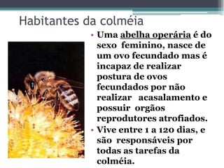 Habitantes da colméia
• Uma abelha operária é do
sexo feminino, nasce de
um ovo fecundado mas é
incapaz de realizar
postura de ovos
fecundados por não
realizar acasalamento e
possuir orgãos
reprodutores atrofiados.
• Vive entre 1 a 120 dias, e
são responsáveis por
todas as tarefas da
colméia.
 