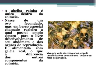 • A abelha rainha é
única dentro da
colméia.
• Nasce de um
ovo fecundado,
mas em berço especial
chamado realeira a
qual possui amplo
espaço para o livre
desenvolvimento de
seu abdômem e dos
orgãos de reprodução.
É alimentada com
geléia real, o que
a diferencia
dos outros
componentes da
colméia.
Vive por volta de cinco anos, copula
uma única vez com até uma dezena ou
mais de zangões.
 