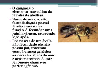 • O Zangão é o
elemento masculino da
família da abelhas.
• Nasce de um ovo não
fecundado,não possui
ferrão e sua única
função é fecundar uma
rainha virgem, morrendo
logo após.
• Por nascer de um óvulo
não fecundado ele não
possui pai, trazendo
como herança genética
as características da mãe
e avós maternos. A este
fenômeno chama-se
partenogênese.
 