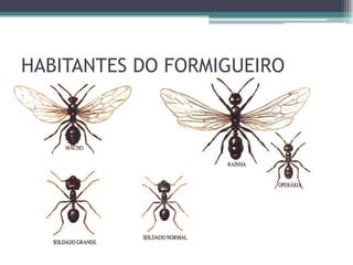 HABITANTES DO FORMIGUEIRO
 