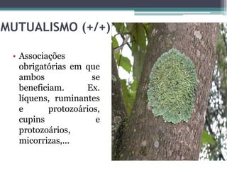 MUTUALISMO (+/+)
• Associações
obrigatórias em que
ambos se
beneficiam. Ex.
líquens, ruminantes
e protozoários,
cupins e
protozoários,
micorrizas,...
 