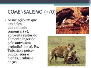 COMENSALISMO (+/0)
• Associação em que
um deles,
denominado
comensal (+),
aproveita restos do
alimento ingerido
pelo outro sem
prejudicá-lo (0). Ex.
Tubarão e peixe-
piloto, leões e
hienas, urubus e
onças,...
 