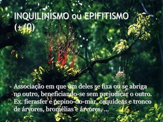 INQUILINISMO ou EPIFITISMO
(+/0)
• Associação em que um deles se fixa ou se abriga
no outro, beneficiando-se sem prejudicar o outro.
Ex. fierasfer e pepino-do-mar, orquídeas e tronco
de árvores, bromélias e árvores, ...
 