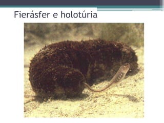 Fierásfer e holotúria
 