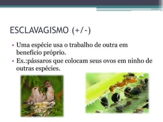 ESCLAVAGISMO (+/-)
• Uma espécie usa o trabalho de outra em
benefício próprio.
• Ex.:pássaros que colocam seus ovos em ninho de
outras espécies.
 