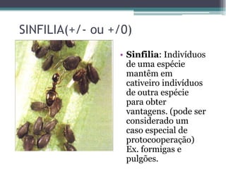 SINFILIA(+/- ou +/0)
• Sinfilia: Indivíduos
de uma espécie
mantêm em
cativeiro indivíduos
de outra espécie
para obter
vantagens. (pode ser
considerado um
caso especial de
protocooperação)
Ex. formigas e
pulgões.
 