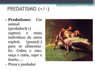 PREDATISMO (+/-)
• Predatismo: Um
animal
(predador)(+)
captura e mata
indivíduos de outra
espécie (presa)(-)
para se alimentar.
Ex. Cobra e rato,
onça e cutia, sapo e
inseto, ...
• Presa x predador
 