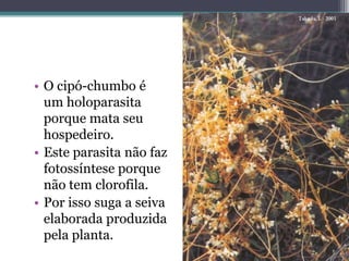 • O cipó-chumbo é
um holoparasita
porque mata seu
hospedeiro.
• Este parasita não faz
fotossíntese porque
não tem clorofila.
• Por isso suga a seiva
elaborada produzida
pela planta.
 