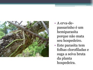 • A erva-de-
passarinho é um
hemiparasita
porque não mata
seu hospedeiro.
• Este parasita tem
folhas clorofiladas e
suga a seiva bruta
da planta
hospedeira.
 