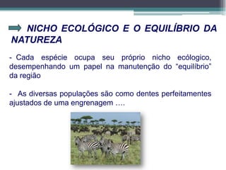 NICHO ECOLÓGICO E O EQUILÍBRIO DA
NATUREZA
- Cada espécie ocupa seu próprio nicho ecólogico,
desempenhando um papel na manutenção do “equilíbrio”
da região
- As diversas populações são como dentes perfeitamentes
ajustados de uma engrenagem ….
 