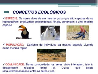CONCEITOS ECOLÓGICOS
 ESPÉCIE: Os seres vivos de um mesmo grupo que são capazes de se
reproduzirem, produzindo descendentes férteis, pertencem a uma mesma
espécie
 POPULAÇÃO: Conjunto de indivíduos da mesma espécie vivendo
numa mesma região
 COMUNIDADE: Numa comunidade, os seres vivos interagem, isto é,
estabelecem relações entre si. Diz-se que existe
uma interdependência entre os seres vivos
 