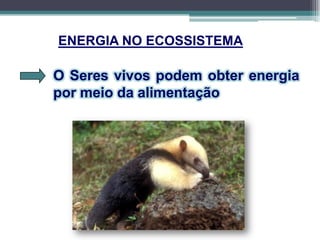 O Seres vivos podem obter energia
por meio da alimentação
ENERGIA NO ECOSSISTEMA
 