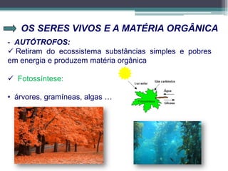 OS SERES VIVOS E A MATÉRIA ORGÂNICA
- AUTÓTROFOS:
 Retiram do ecossistema substâncias simples e pobres
em energia e produzem matéria orgânica
 Fotossíntese:
• árvores, gramíneas, algas …
 