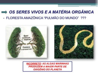OS SERES VIVOS E A MATÉRIA ORGÂNICA
- FLORESTA AMAZÔNICA “PULMÃO DO MUNDO” ???
INCORRETO: AS ALGAS MARINHAS
PRODUZEM A MAIOR PARTE DE
OXIGÊNIO DO PLANETA
 