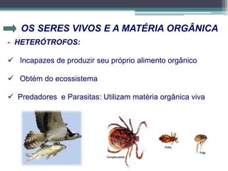OS SERES VIVOS E A MATÉRIA ORGÂNICA
- HETERÓTROFOS:
 Incapazes de produzir seu próprio alimento orgânico
 Obtém do ecossistema
 Predadores e Parasitas: Utilizam matéria orgânica viva
 
