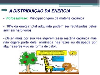 A DISTRIBUIÇÃO DA ENERGIA
- Fotossíntese: Principal origem da matéria orgânica
- 10% da enegia total adquirida podem ser reutilizadas pelos
animais herbívoros.
- Os animais por sua vez ingerem essa matéria orgânica mas
não digere parte dela, eliminada nas fezes ou dissipada por
alguns seres vivo na forma de calor.
 