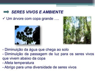 SERES VIVOS E AMBIENTE
 Um árvore com copa grande ….
- Diminuição da água que chega ao solo
- Diminuição da passagem de luz para os seres vivos
que vivem abaixo da copa
- Afeta temperatura
- Abrigo para uma diversidade de seres vivos
 
