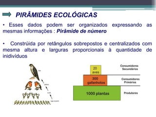 PIRÂMIDES ECOLÓGICAS
• Esses dados podem ser organizados expressando as
mesmas informações : Pirâmide de número
• Constrúida por retângulos sobrepostos e centralizados com
mesma altura e larguras proporcionais à quantidade de
inidivíduos
 