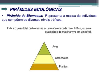 PIRÂMIDES ECOLÓGICAS
• Pirâmide de Biomassa: Representa a massa de indivíduos
que compõem os diversos níveis tróficos.
 