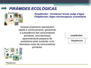 PIRÂMIDES ECOLÓGICAS
Zooplâncton: Crustáceo/ larvas/ pulga d’água
Fitoplâncton: Algas micróscopicas unicelulares
 