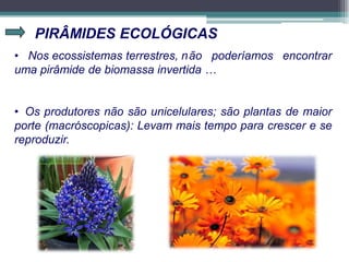 PIRÂMIDES ECOLÓGICAS
• Nos ecossistemas terrestres, não poderíamos encontrar
uma pirâmide de biomassa invertida …
• Os produtores não são unicelulares; são plantas de maior
porte (macróscopicas): Levam mais tempo para crescer e se
reproduzir.
 