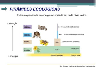 PIRÂMIDES ECOLÓGICAS
 