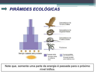 PIRÂMIDES ECOLÓGICAS
 
