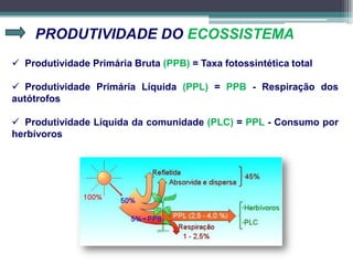 PRODUTIVIDADE DO ECOSSISTEMA
 Produtividade Primária Bruta (PPB) = Taxa fotossintética total
 Produtividade Primária Líquida (PPL) = PPB - Respiração dos
autótrofos
 Produtividade Líquida da comunidade (PLC) = PPL - Consumo por
herbívoros
 