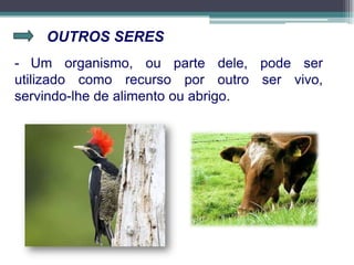 OUTROS SERES
- Um organismo, ou parte dele, pode ser
utilizado como recurso por outro ser vivo,
servindo-lhe de alimento ou abrigo.
 