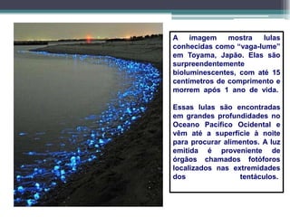 A imagem mostra lulas
conhecidas como “vaga-lume”
em Toyama, Japão. Elas são
surpreendentemente
bioluminescentes, com até 15
centímetros de comprimento e
morrem após 1 ano de vida.
Essas lulas são encontradas
em grandes profundidades no
Oceano Pacífico Ocidental e
vêm até a superfície à noite
para procurar alimentos. A luz
emitida é proveniente de
órgãos chamados fotóforos
localizados nas extremidades
dos tentáculos.
 