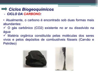 Ciclos Biogeoquímicos
- CICLO DA CARBONO:
• Atualmente, o carbono é encontrado sob duas formas mais
abundantes:
 O gás carbônico (CO2) existente no ar ou dissolvido na
água
 Matéria orgânica constituída pelas moléculas dos seres
vivos e pelos depósitos de combustíveis fósseis (Carvão e
Petróleo)
 